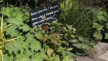 Believe in Tomorrow Garden, designed by Seonaid Royall - Silver-gilt medal