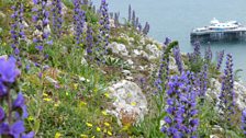 Wiberlys yn tyfu yn Y Gogarth