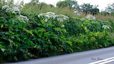 Daethum i’r canlyniad mai Giant Hogweed ydyw. rwy’n meddwl mae Efwr Enfawr yw ei enw yn gymraeg.