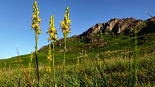 Bladou Llafn y bladur ar lechweddau Moel y Gest