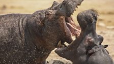 Male hippos fighting