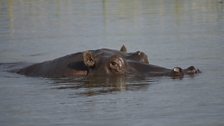 A relaxed bull hippo