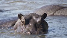 A hippo amongst its pod