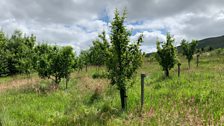 Heritage Orchard