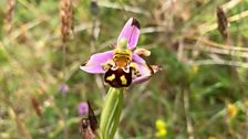 Wild Bee Orchid