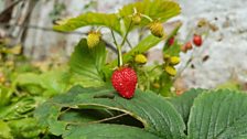 Beautiful alpine strawberries