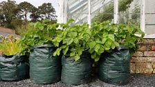 Even walled gardens have potatoes growing in bags!