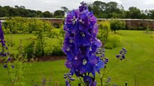 A majestic Delphinium in the walled garden