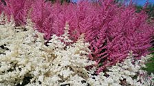 Pink and white astilbe