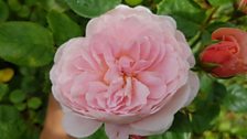 Queen of Sweden rose