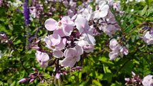 Lilac Phlox in Kilcoan gardens