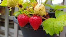 Tasty Portadown strawberries grown on the balcony