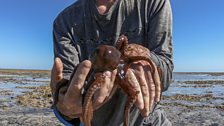 Meet Octopus cyanea, the day octopus