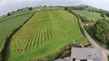 “Most Welsh vineyards are owned and run by passionate individuals.”