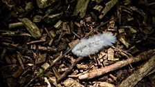 Sunlit Feather by Stan Conroy