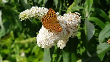 The silver-washed fritillary