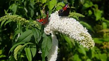 The peacock butterfly