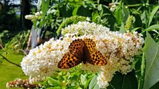 The silver-washed fritillary butterfly