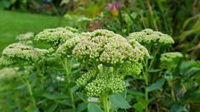 Sedum spectabile - perfect for butterflies