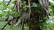 Spot the sloth... nestling in a bromeliad and so hard to spot