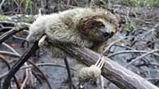 Pygmy sloth in the mangroves