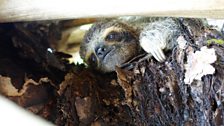 Peekaboo!  Pygmy sloth hiding in a bromeliad