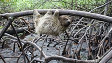 Hanging out in the mangroves!