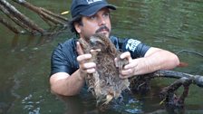 Davi, the EDGE conservationist, captures another sloth