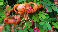 Orange Martagon lily