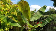 A majestic banana plant in Co Down