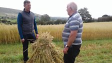 Gavin helps Irvine Kane stook corn