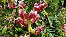 More vibrant lilies