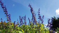 Salvia guaranitica ‘Amistad’