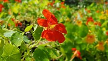 Orange Nasturtium in Carraghblagh, Co Donegal