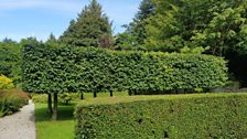 Pleached Lime Hedge at Carraghblagh