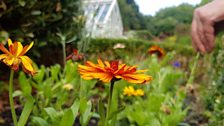 Calendula officinalis