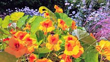 Vibrant yellow Tropaeolum