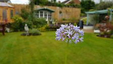 Agapanthus in Ann Collins' garden