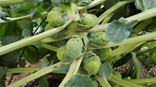 Massive Brussel Sprouts in Helen's Bay