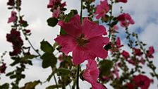 Pretty pink Hollyhocks