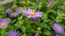 Purple Aster