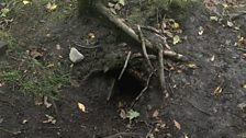 A Badger Sett