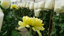 Incredible Chrysanthemums in Banbridge