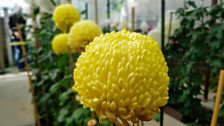 Jeanette McCauley Chrysanthemum