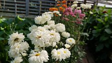 Herbie's hobby Chrysanthemums