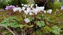 The Cyclamen walk at Ballyrobert