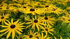 Rudbeckia at Ballyrobert