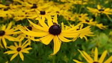 Insects on the Rudbeckia