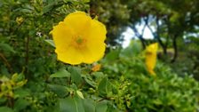 Hypericum 'Rowallane'