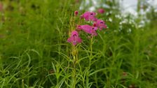 Penstemon 'Evelyn' - originally cultivated in Newcastle, Co Down